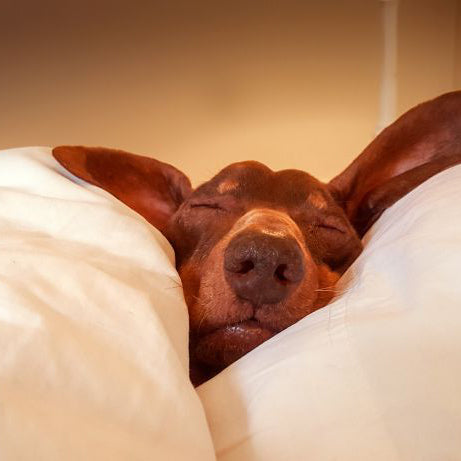 Foods to Eat for a Healthy Sleep