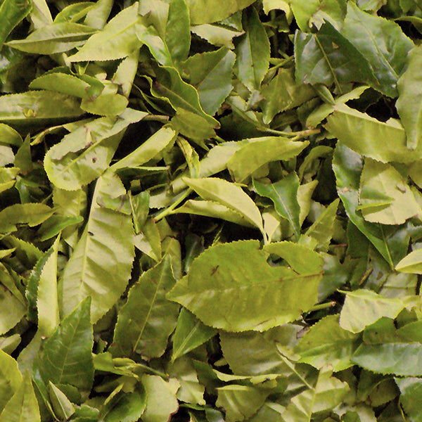 Yerba Mate is Your New Tea Mate! Do the Benefits Really Outweigh Green Tea?