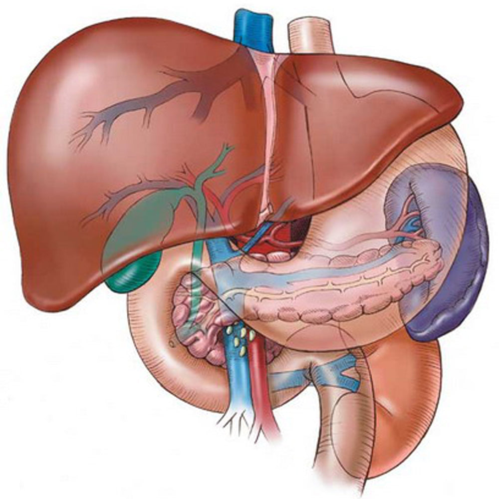 Natural Tea Ingredients that can Detox Your Liver