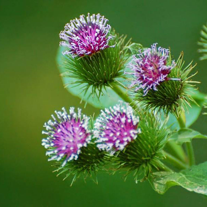 Which Herbs are Good for Skin Health?