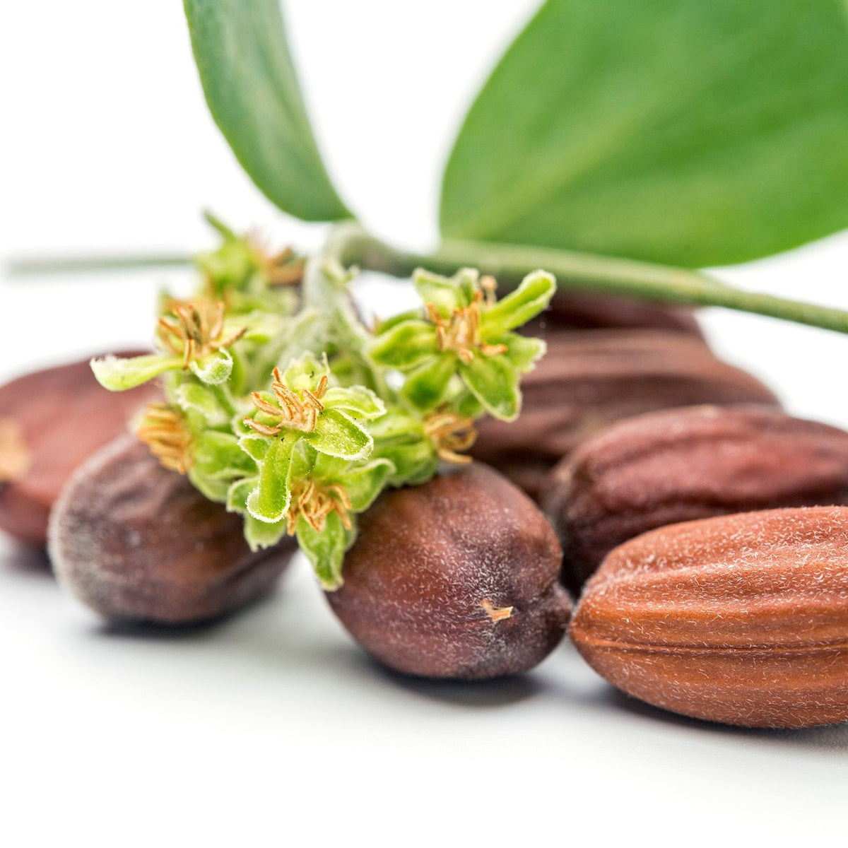 The Benefits of Jojoba Oil for Your Skin