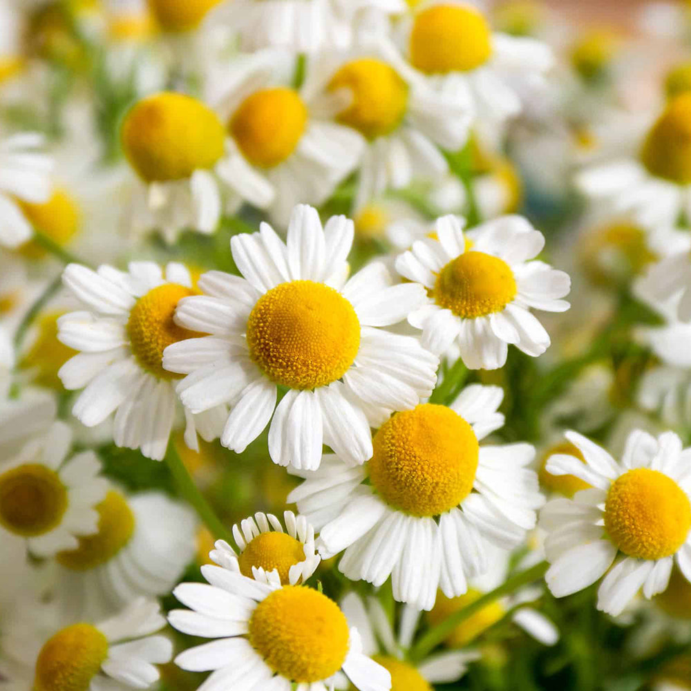 Unwind with Chamomile: The Ultimate Guide to This Calming Brew