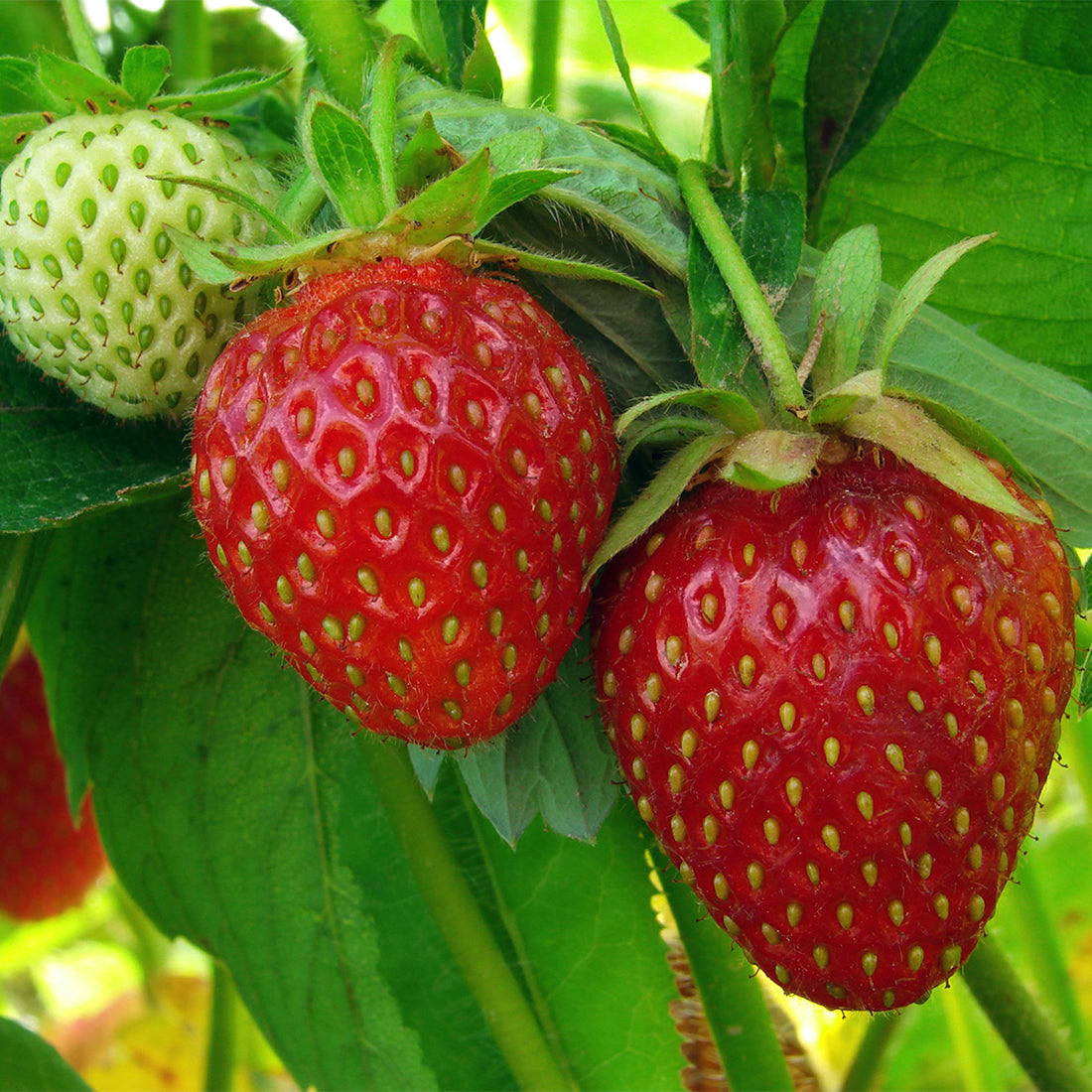 Are Strawberries Really Healthy? Grow Your Own!