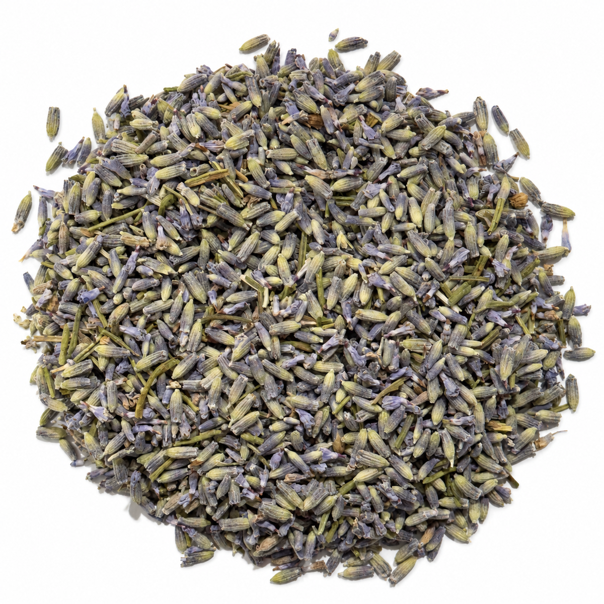 Dried lavender flowers and buds on a white background